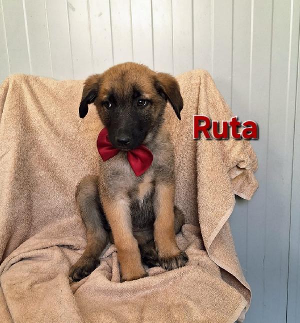 Ruta È Rimasta Sola In Un Box! Adottala Subito!
