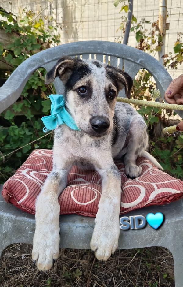 Una Mamma Per Sid