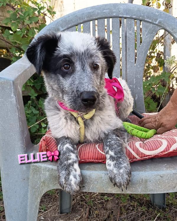 Una Mamma Per Ellie