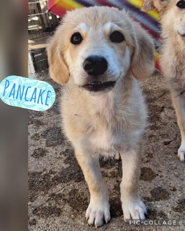 Pancake, dolce cucciolo Foto 8