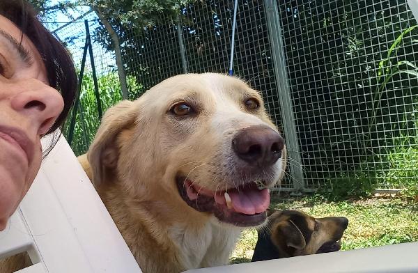 Pippo cinque anni in adozione  Foto 2