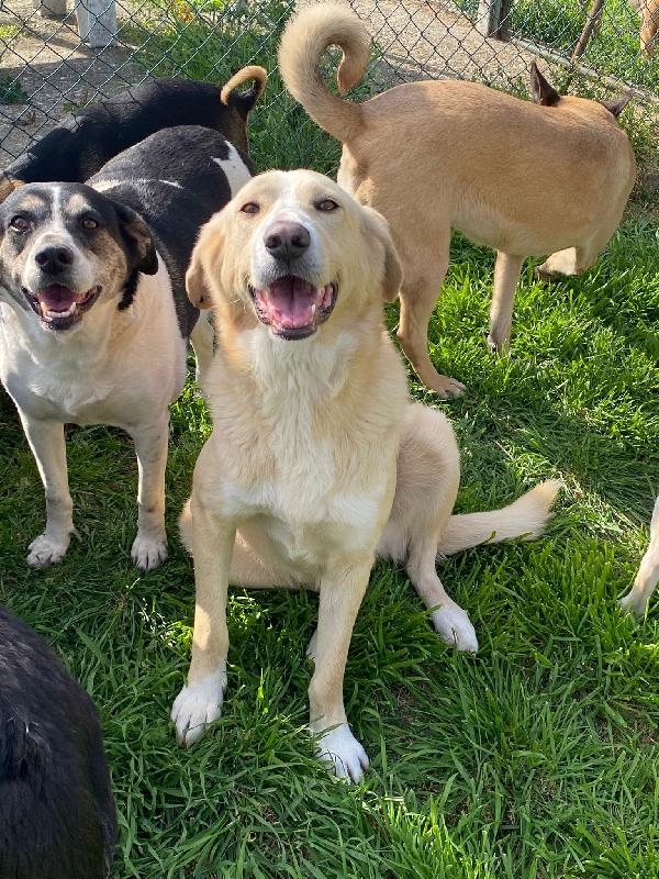 Pippo cinque anni in adozione  Foto 3