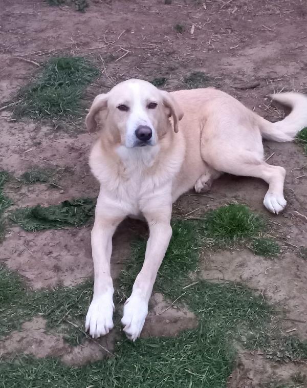 Pippo cinque anni in adozione  Foto 4