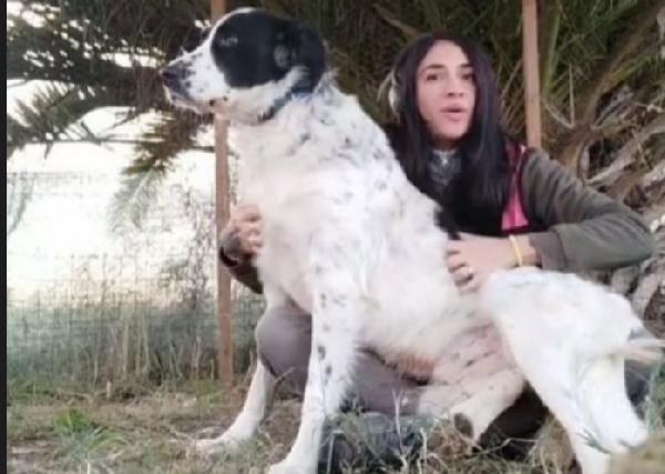 Yoghi giovane tg grande in canile molto triste Foto 3