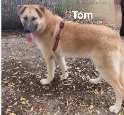2fratelli 1anno tg grande mollati cuccioli Foto 5