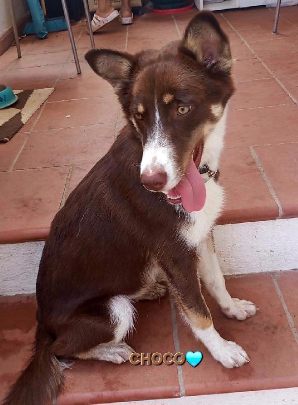 Una Mamma Per Choco