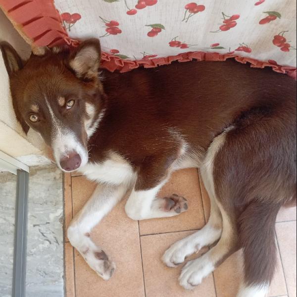 UNA MAMMA PER CHOCO Foto 3