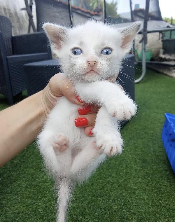 Dolci Gattine