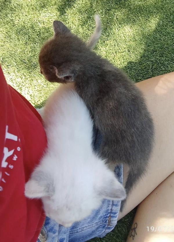 DOLCI GATTINE Foto 3