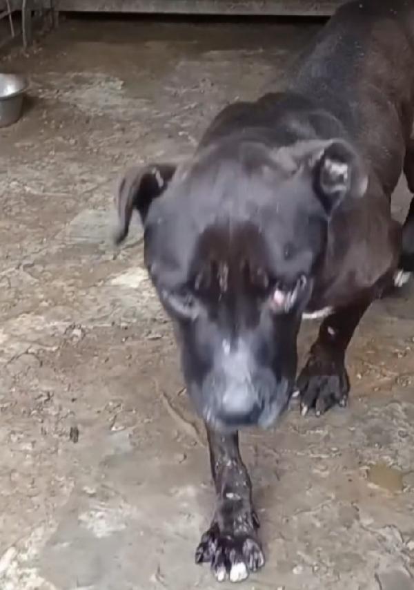 Pitbull Vive Dal 2018 Senza 1Cuccia ...Sud