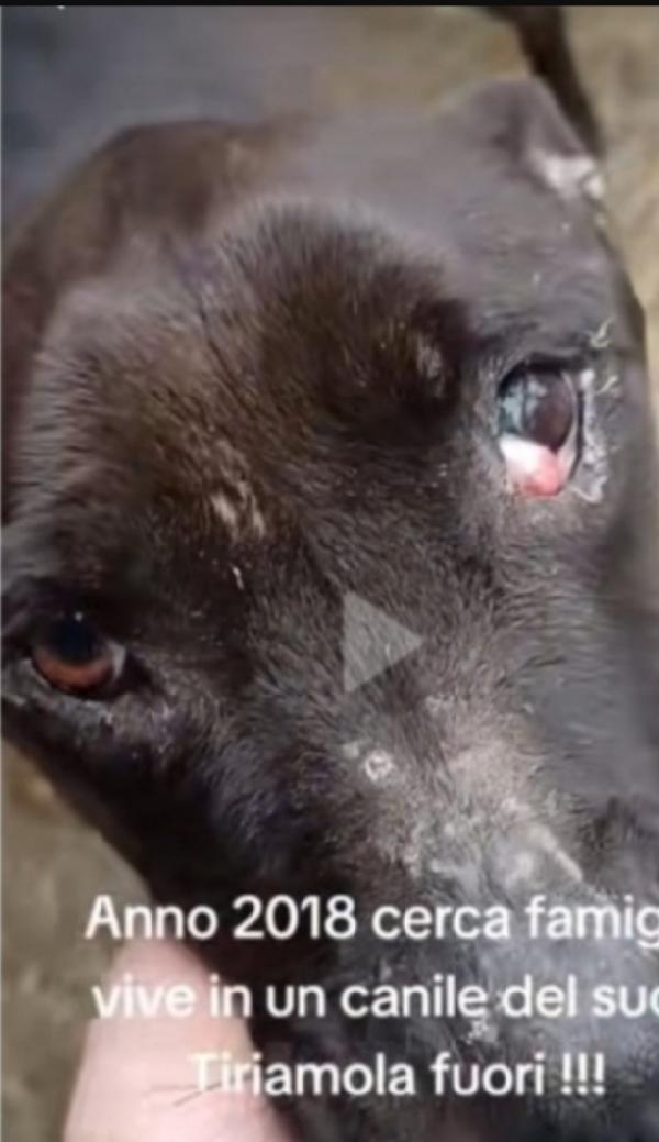 Pitbull vive dal 2018 senza 1cuccia ...SUD Foto 4