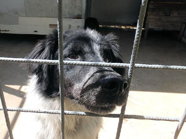 Toby Foto 2