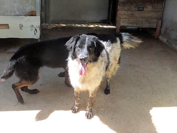 Toby Foto 6