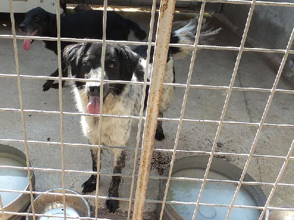 Toby Foto 7