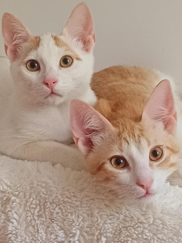 2Micini Rossi/Bianchi 3Mesi Roma Sos