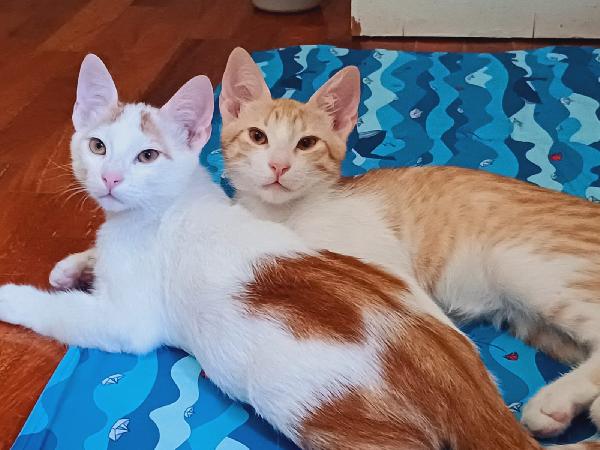 2micini rossi/bianchi 3mesi ROMA SOS Foto 3