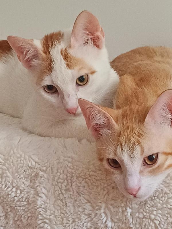 2micini rossi/bianchi 3mesi ROMA SOS Foto 4