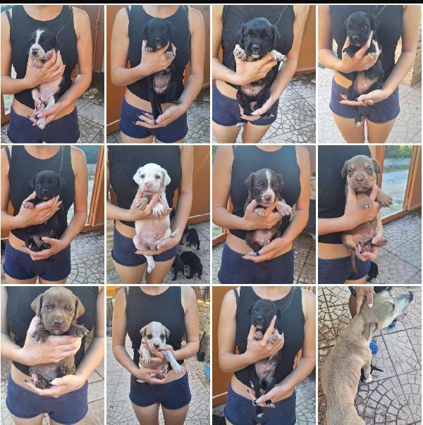 Cuccioli Bellissimi Taglia Medio Piccola 