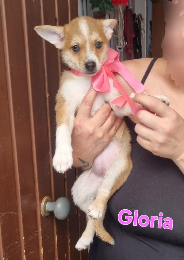 GLORIA cucciola taglia piccola  Foto 4