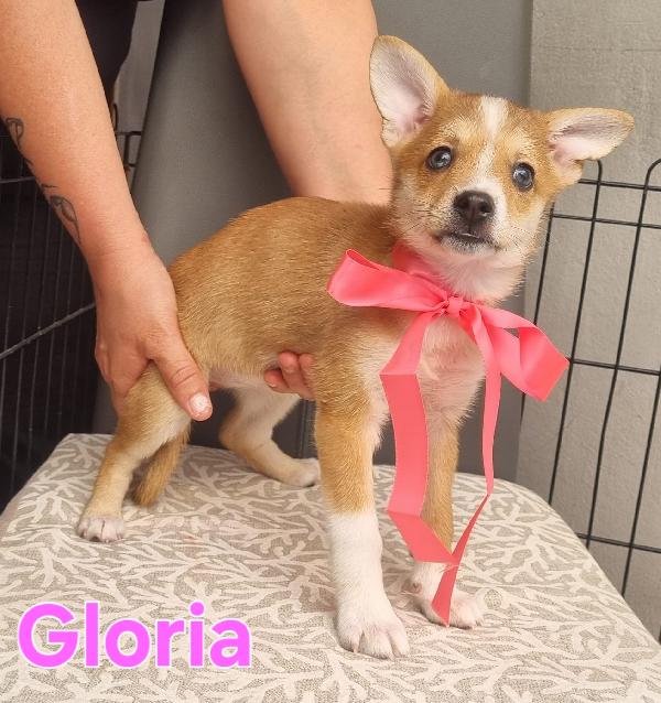 GLORIA cucciola taglia piccola  Foto 6