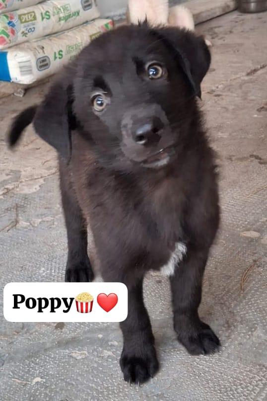 Poppy Pelosetto Di 3 Mesi Taglia Media 