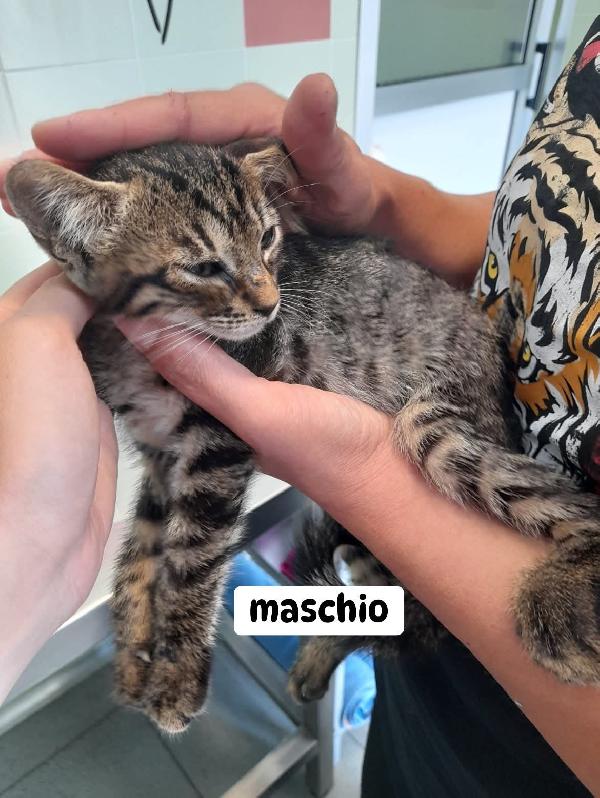 3 Micromicini In Cerca Di Casa (2 Maschi E 1 Femmina) 