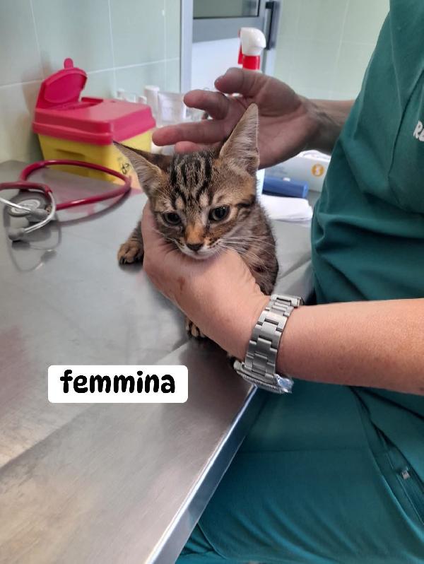 3 micromicini in cerca di casa (2 maschi e 1 femmina)  Foto 2