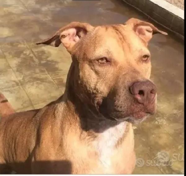Pitbull Sfortunata Salita Al Nord E Tornata In Canile