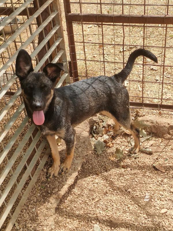 Tiodor Splendido Cucciolo Tg Medio Piccola Cerca Adozione 