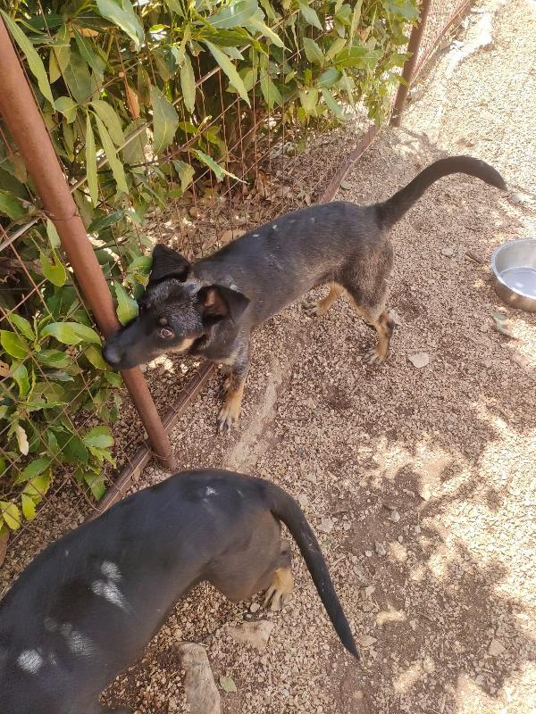 TIODOR SPLENDIDO CUCCIOLO TG MEDIO PICCOLA CERCA ADOZIONE  Foto 3