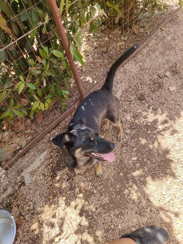 TIODOR SPLENDIDO CUCCIOLO TG MEDIO PICCOLA CERCA ADOZIONE  Foto 4