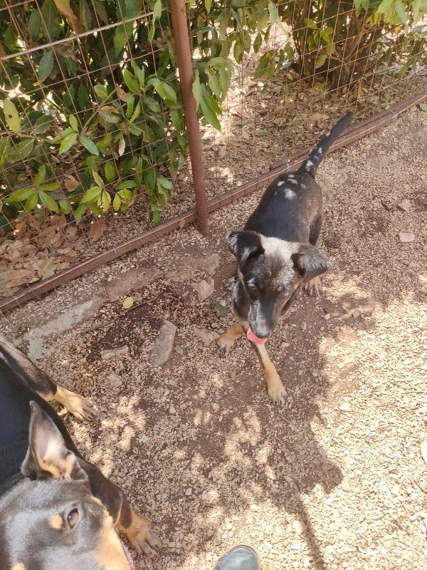 TIODOR SPLENDIDO CUCCIOLO TG MEDIO PICCOLA CERCA ADOZIONE  Foto 5