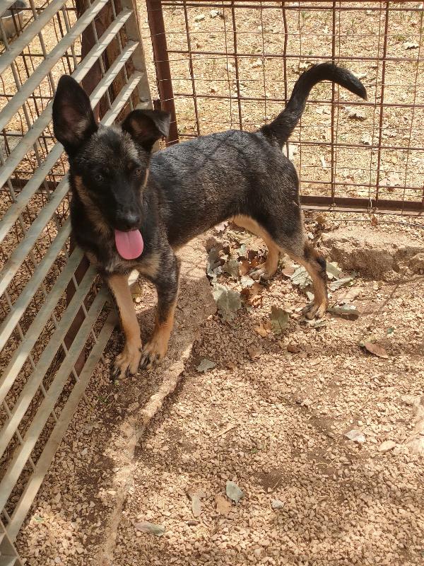 TIODOR SPLENDIDO CUCCIOLO TG MEDIO PICCOLA CERCA ADOZIONE  Foto 6