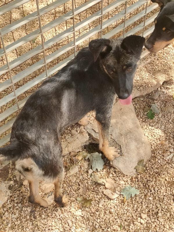 TIODOR SPLENDIDO CUCCIOLO TG MEDIO PICCOLA CERCA ADOZIONE  Foto 7
