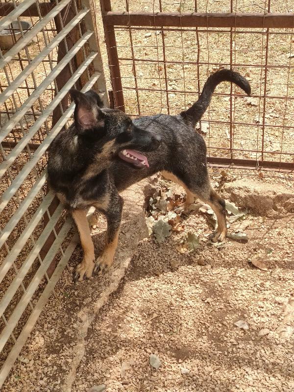 TIODOR SPLENDIDO CUCCIOLO TG MEDIO PICCOLA CERCA ADOZIONE  Foto 8
