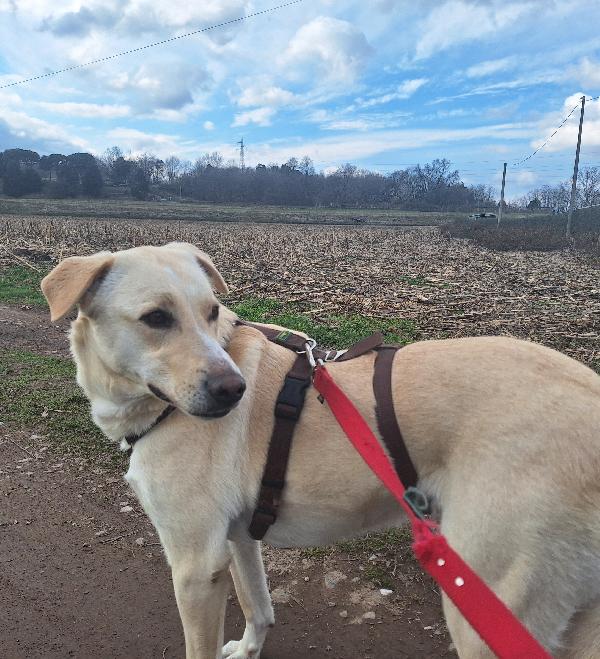 Diana una dolcissima cagnolona in cerca di casa  Foto 2