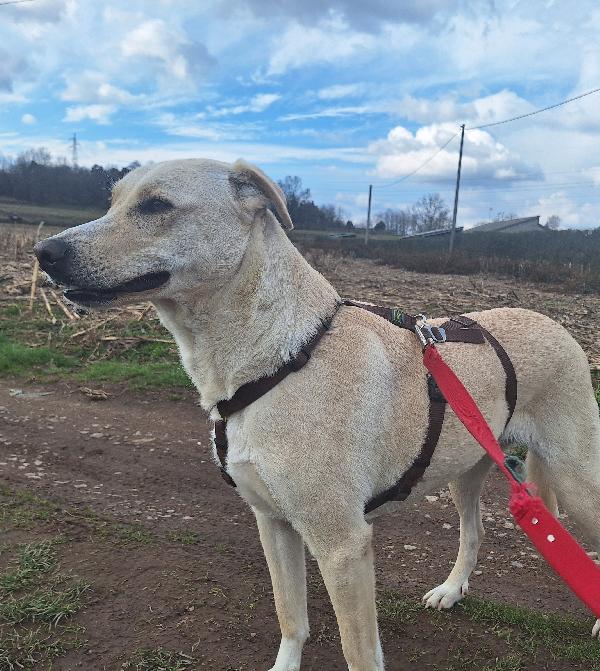 Diana una dolcissima cagnolona in cerca di casa  Foto 3