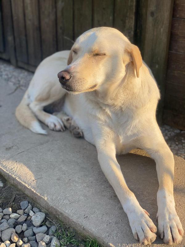Diana una dolcissima cagnolona in cerca di casa  Foto 4