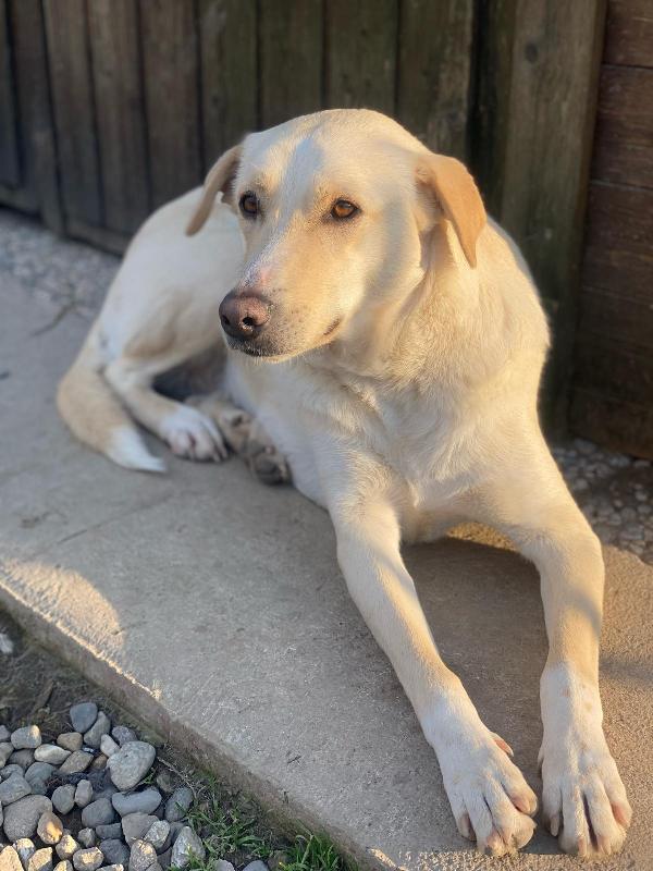 Diana una dolcissima cagnolona in cerca di casa  Foto 5