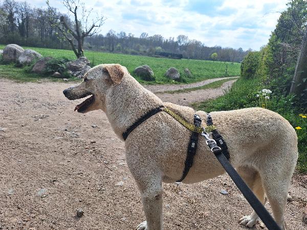 Diana una dolcissima cagnolona in cerca di casa  Foto 6