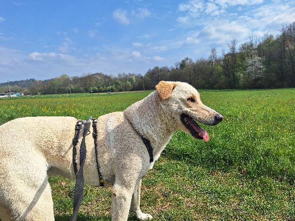 Diana una dolcissima cagnolona in cerca di casa  Foto 8