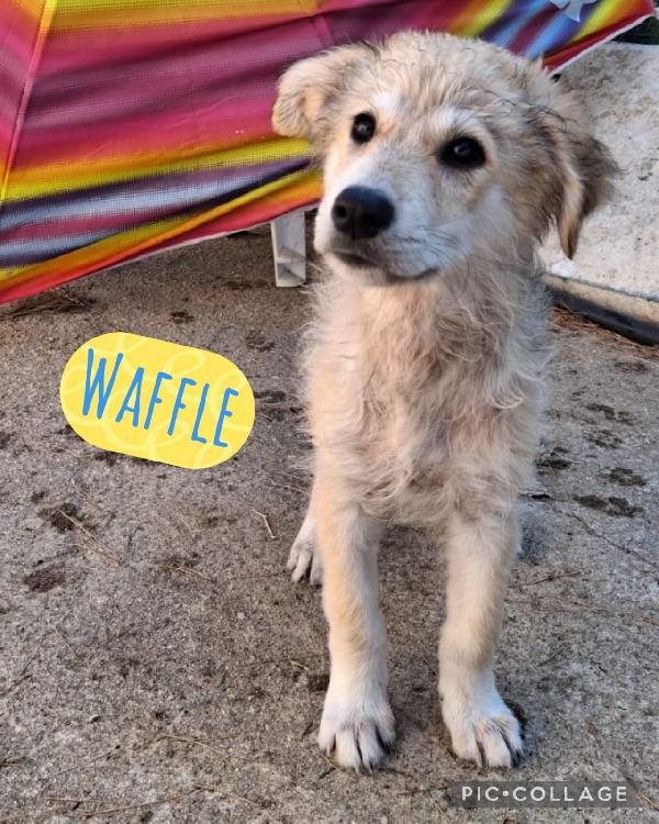 Waffle🧇🧇