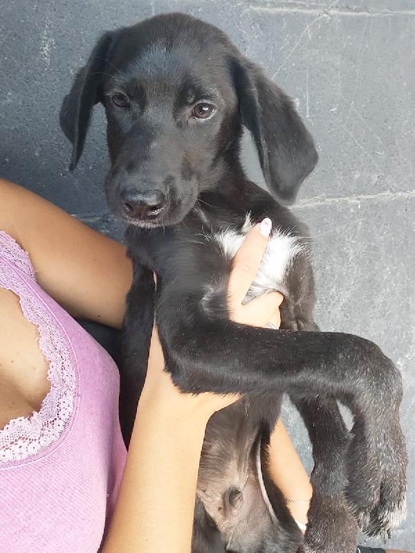 Dumbo Splendido Cucciolo Simil Segugio In Canile Cerca Famiglia 