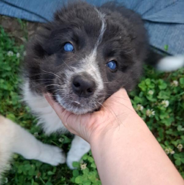 Ombretta Mix Border Collie 