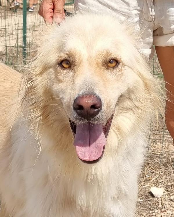 Riko Cerca Famiglia. Info Monica 3890238584