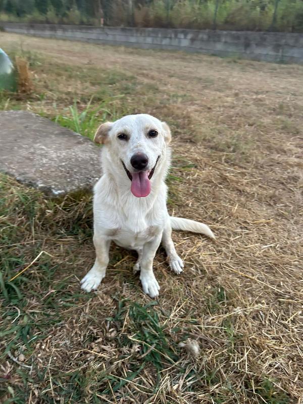 Sam Splendido Giovane Cagnolino Tg Medio Piccola Cerca Famiglia 