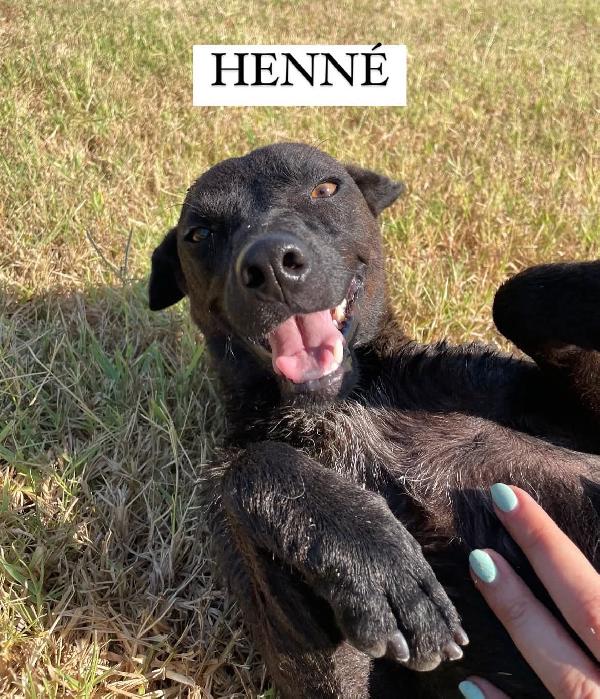 Hennè Piccolina In Canile