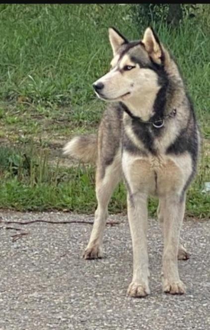 Husky Femmina 3Anni Da Salvare 