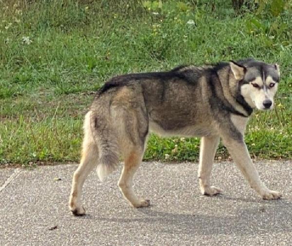 Husky femmina 3anni da salvare  Foto 2