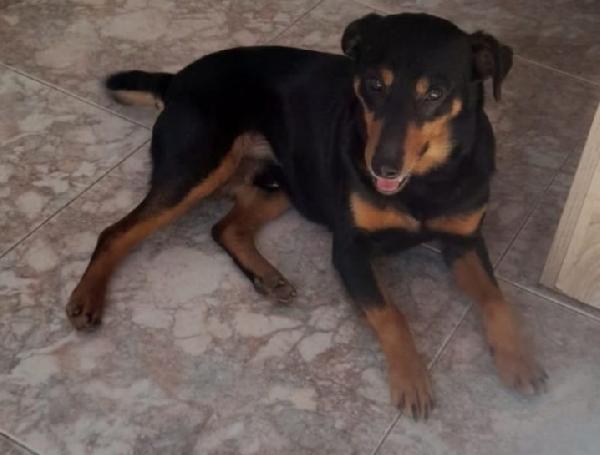Giovane Kg9 Viveva A Catena Ok Gatti.cagliari
